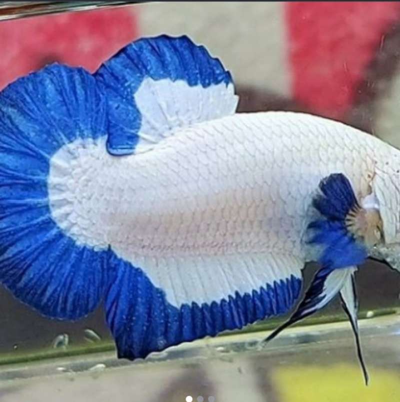 Ikan Cupang Plakat Blue Rim Jantan