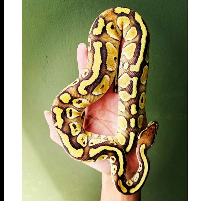 ballpython / ball python butter / lesser Female
