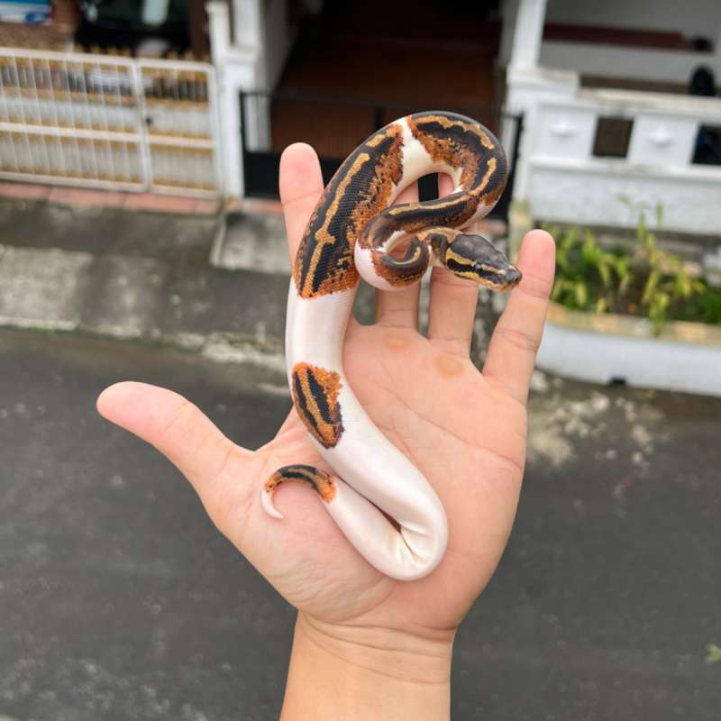 f ball python pied asphalt / pied yellowbelly female