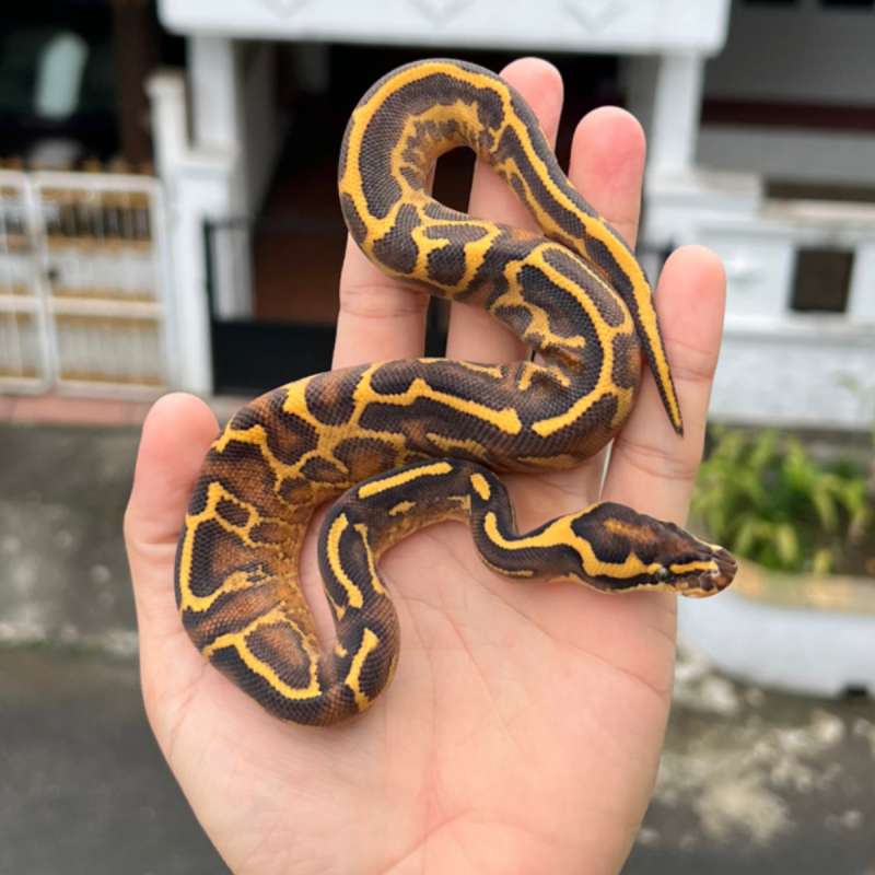 ball python freeway leopard enchi ph pied 66%