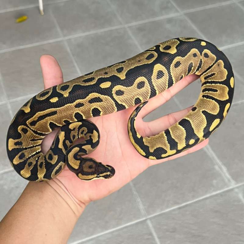 F Ball python leopard het lavender 100% ph clown -+ 400gr