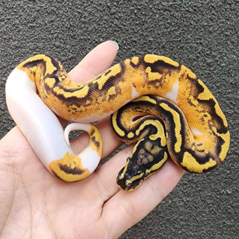 f ball python pied asphalt/ yb pastel enchi