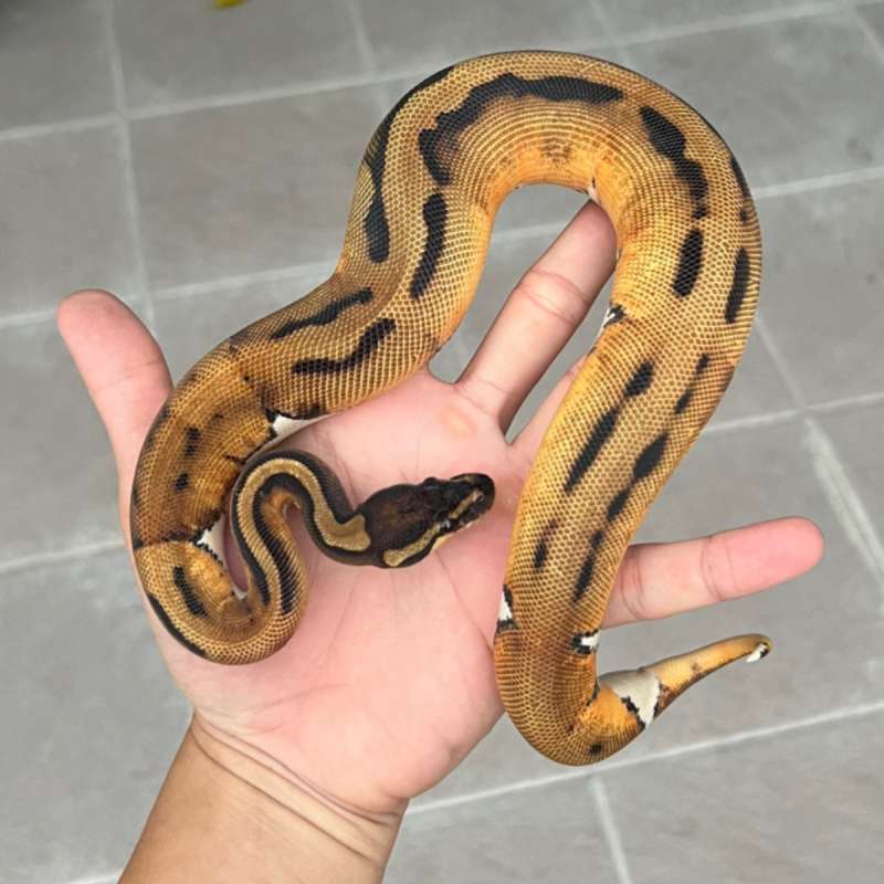 ballpython pied orange dream female