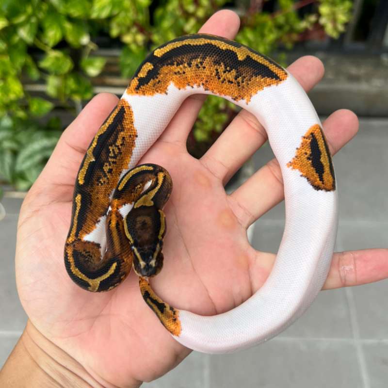 f ball python pied asphalt/ yellowbelly