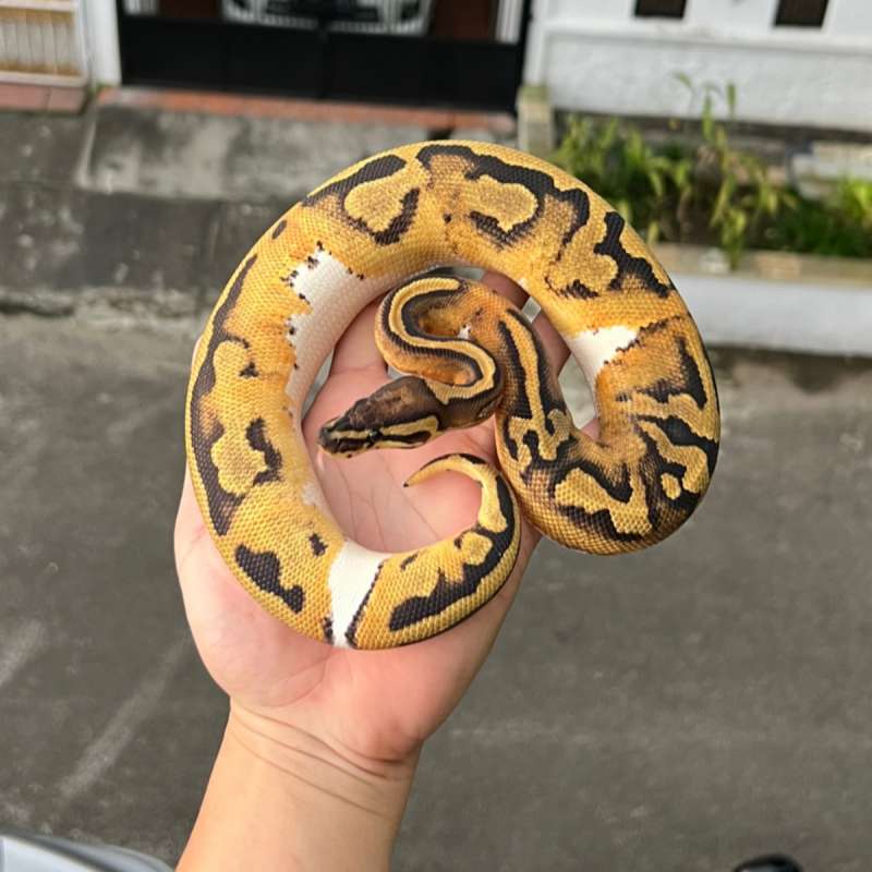 f ball python pied het lavender 100%