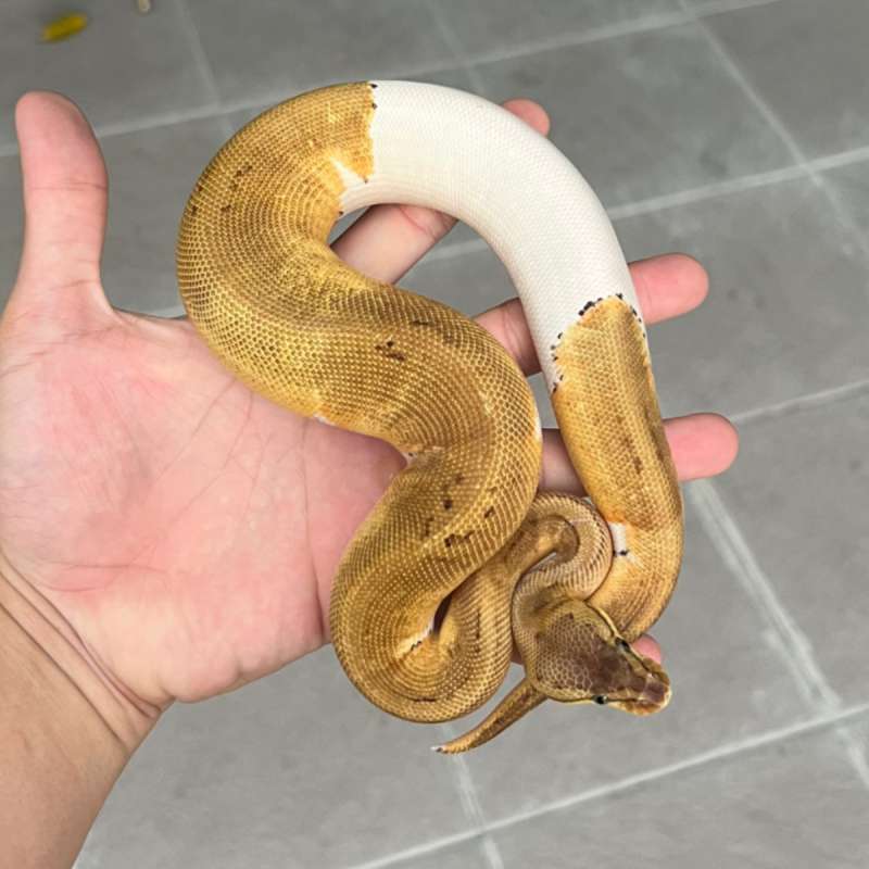 ball python pied pinstripe pastel