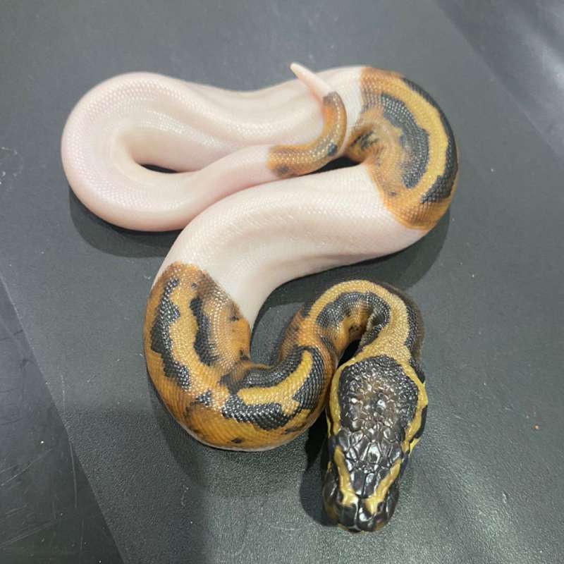 BALL PYTHON PIED / BALL PHYTON PIED