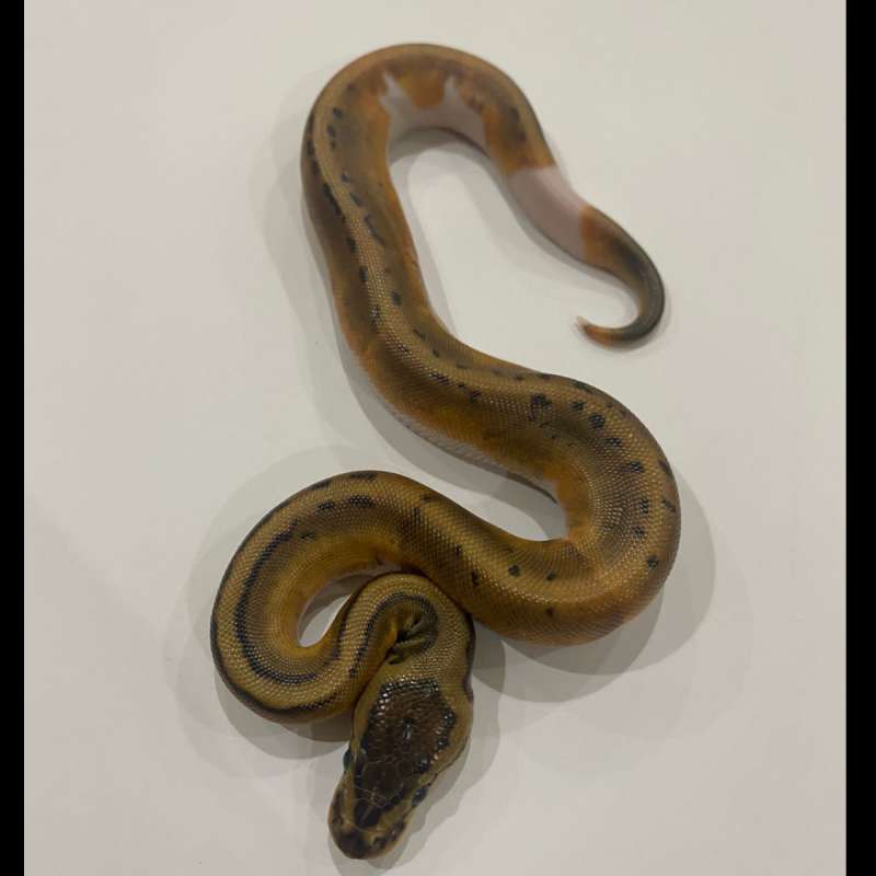 F ball python pied pinstripe