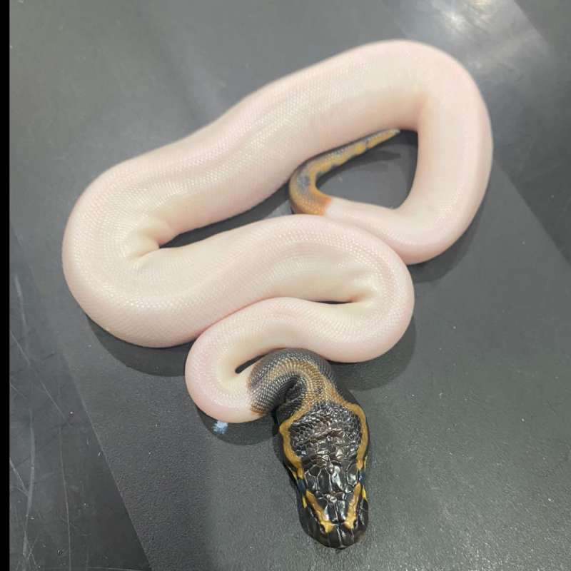 F ball python pied leopard