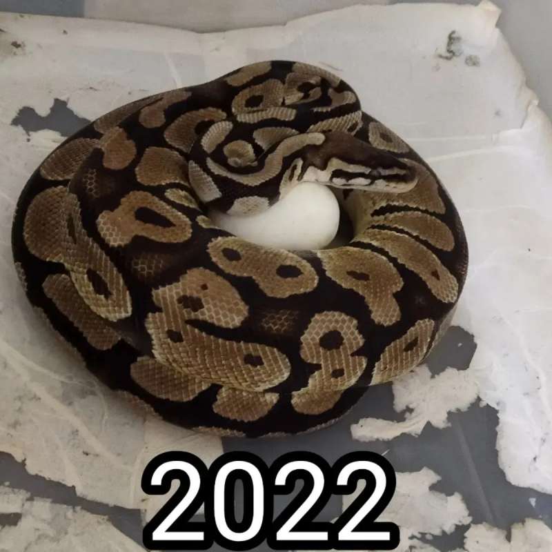 Ballpython pastel female proven breed