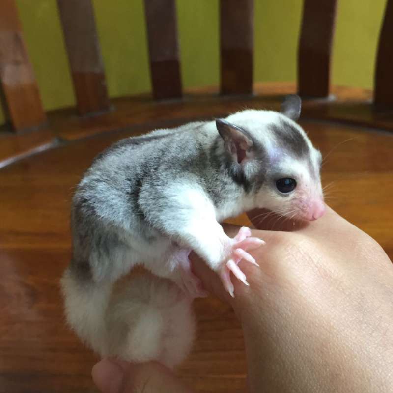 Sugar Glider Mozaic