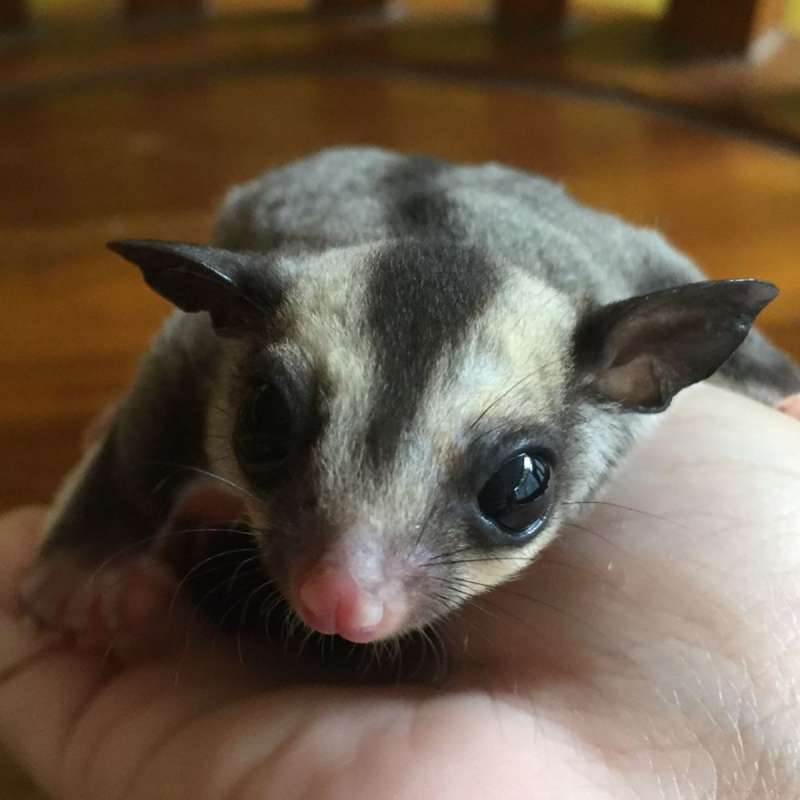 Sugar Glider Classic Grey Het Leu