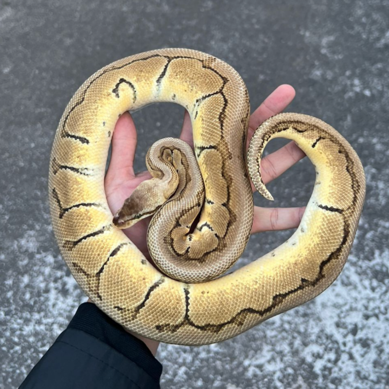 ball python indukan lemon blast