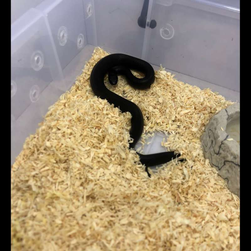 MBK (mexican black kingsnake female)