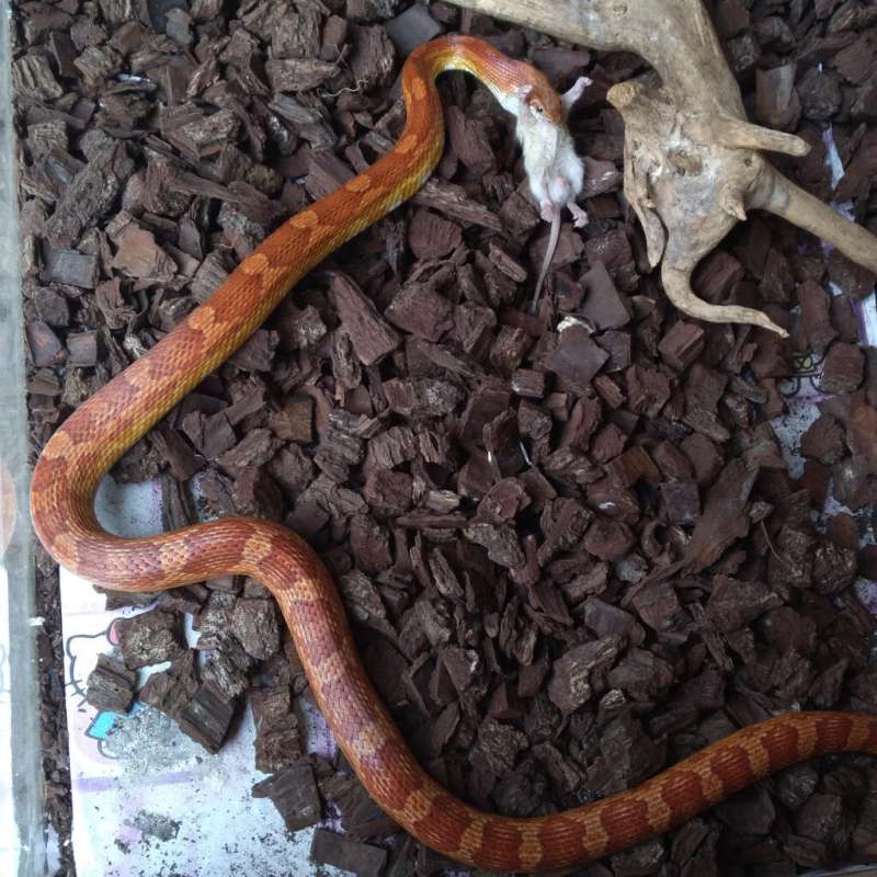 Cornsnake Hypo