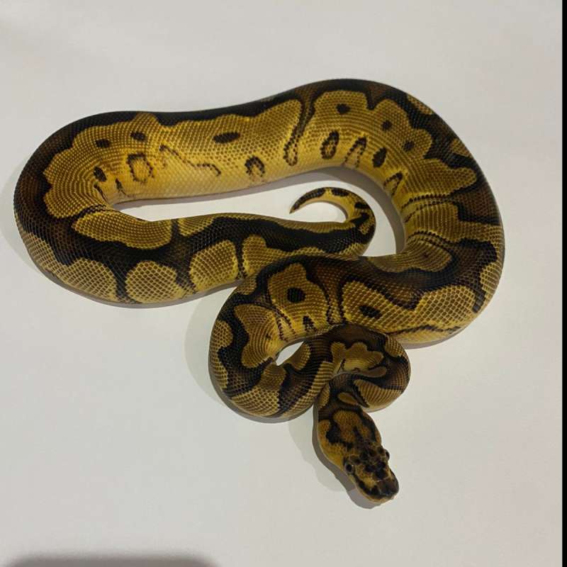 f ball python clown het pied 100% female