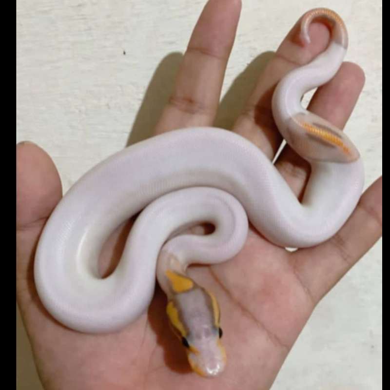 ball python pied black pastel banana het hypo