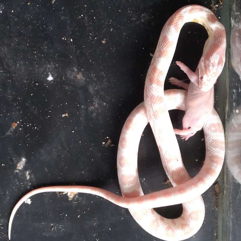 Cornsnake Snow