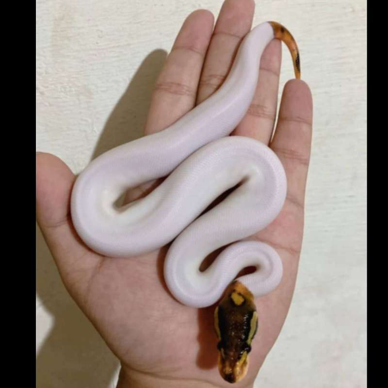 f ball python pied black pastel enchi het hypo