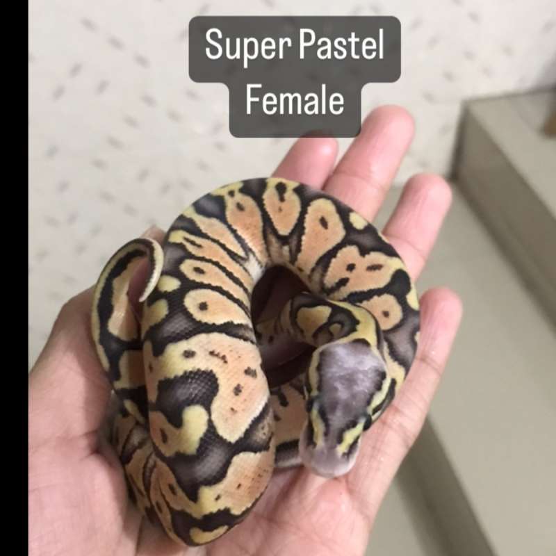 Super Pastel Female