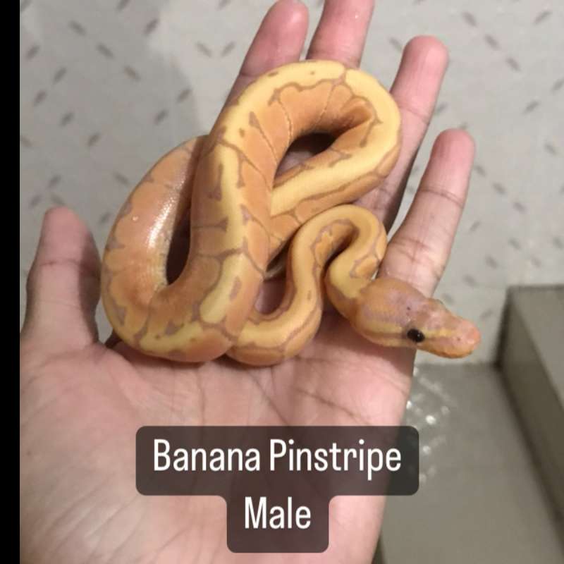 Banana pinstripe