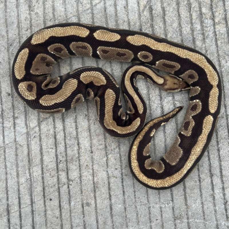 ball python fire het genetic stripe 100%