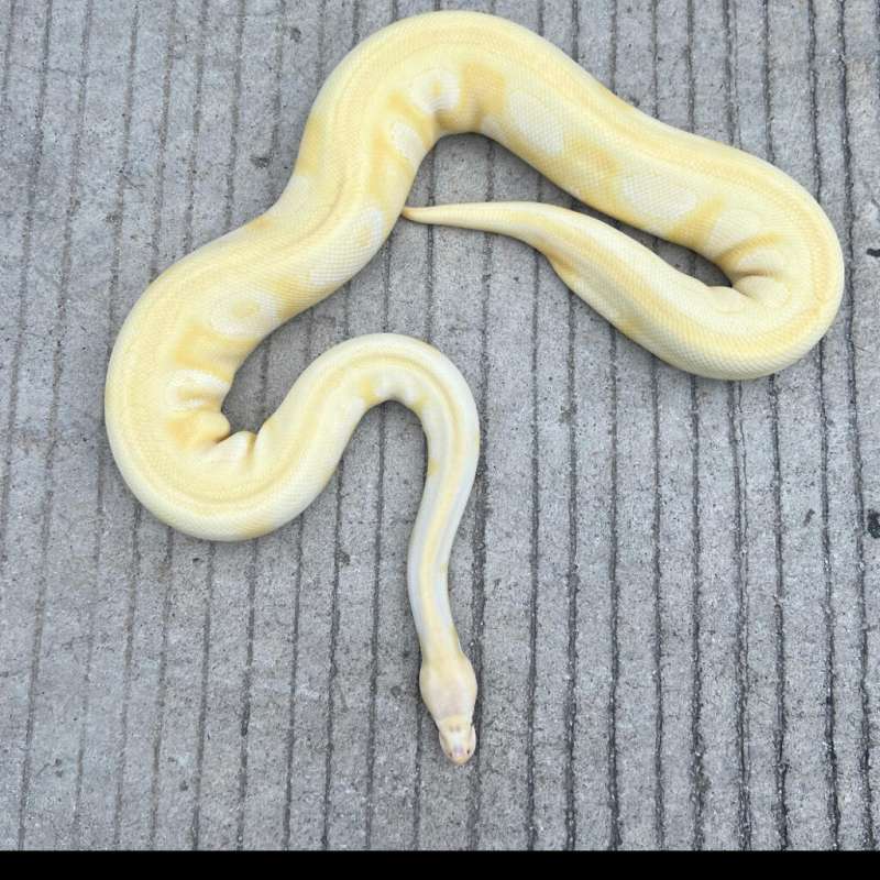 f ball python lavender mojave het pied 100%