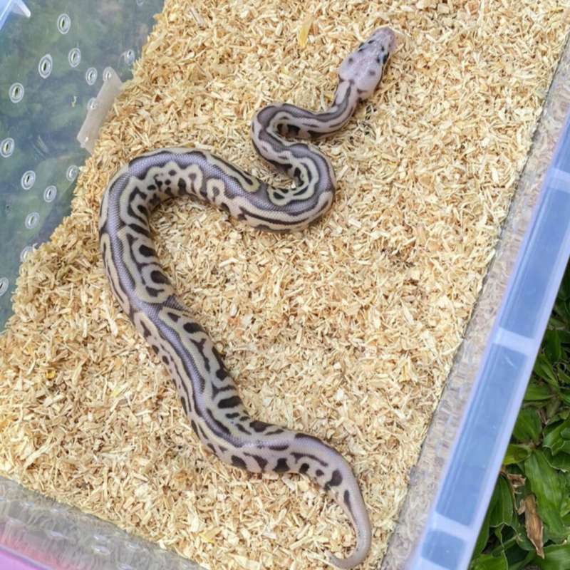 f ball python spotnose leopard super pastel het clown 100%