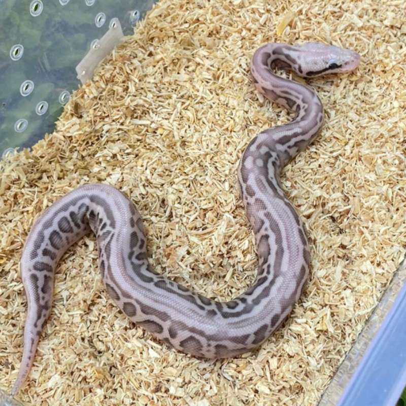 f ball python spotnose leopard lesser super pastel het clown 100%