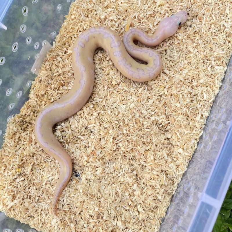 ball python clown lesser super pastel