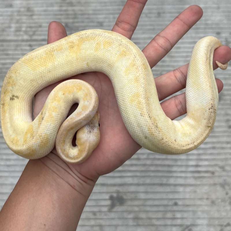 ball python champagne super pastel het clown 100% ph pied