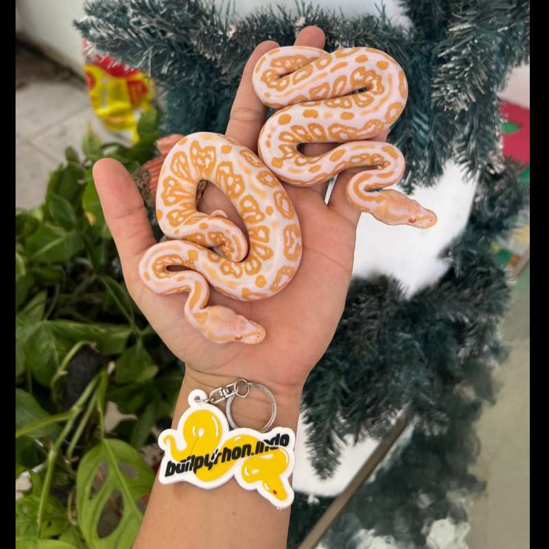 f ball python albino leopard blackpastel