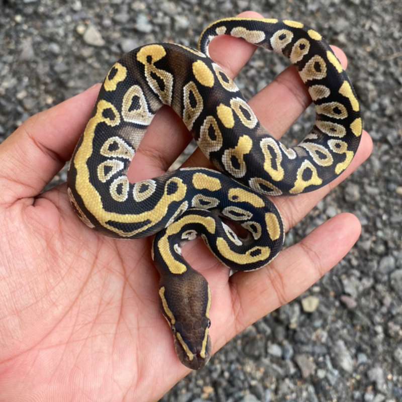 Mojave Male