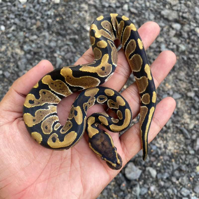 Ball Python Normal Female