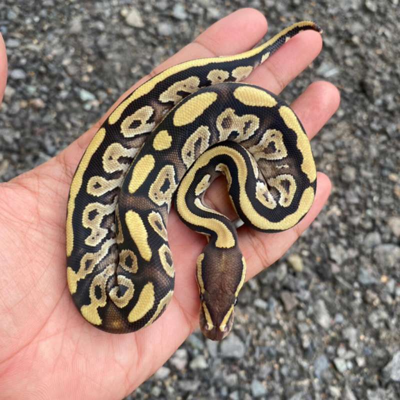 Mojave Specter/Yb Female