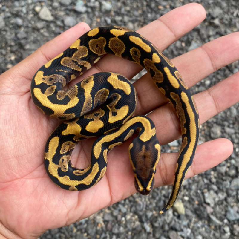 Yellow Belly Male