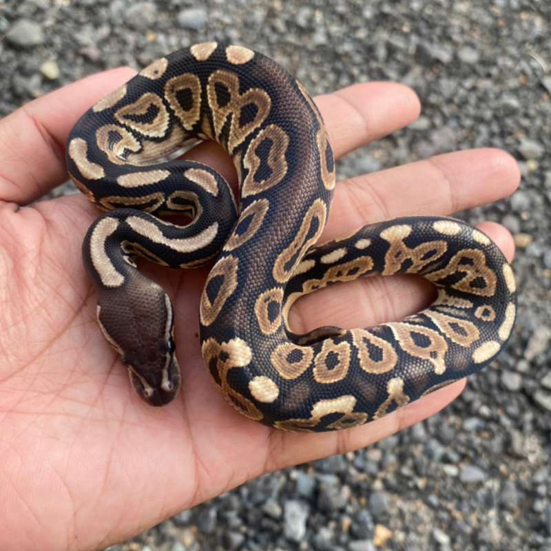 Black Pastel Male