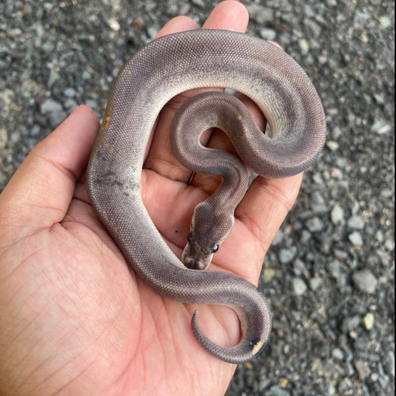 Pastel Eightball (Pastel Black Pastel Cinnamon) Male