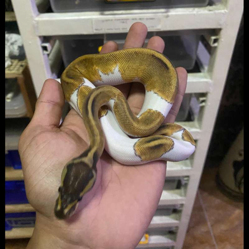 Mojave Pied M