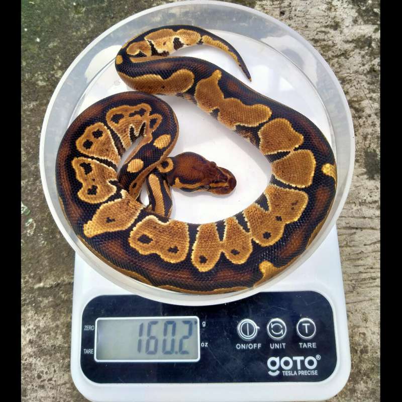 Normal semi Black Back Female Ball Python Negoin aja