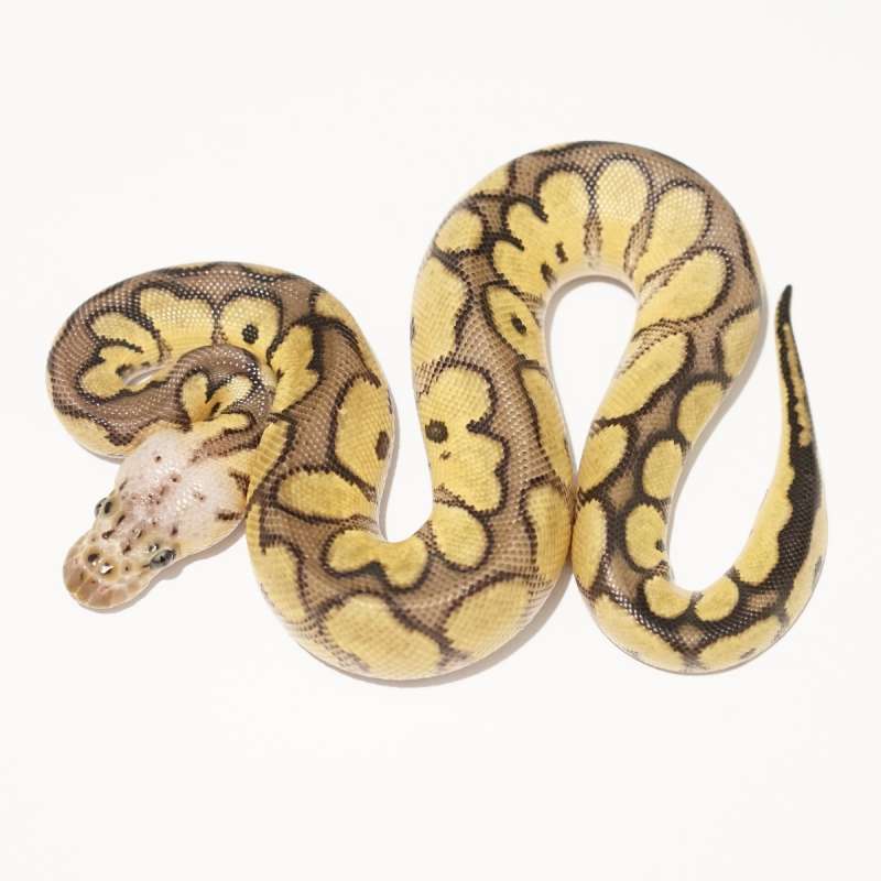 (M) Clown Pastel