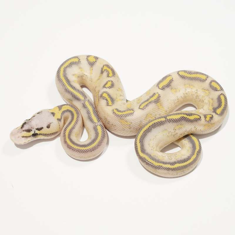 (M) Highway Pastel het Clown