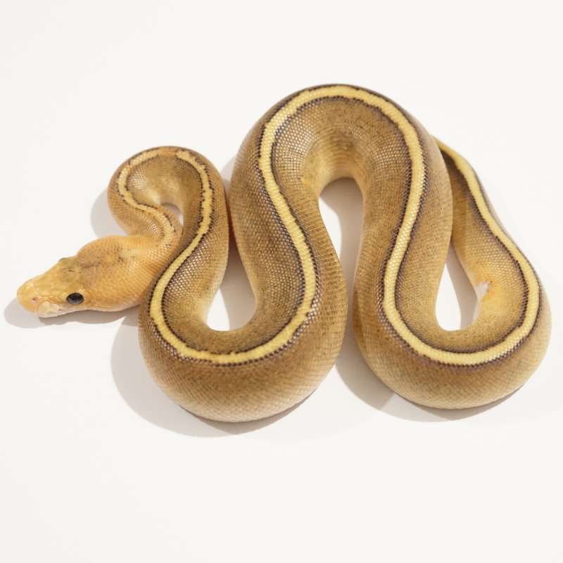 (F) Spotnose Champagne het Clown (RINGER)