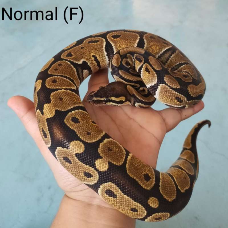 F Normal