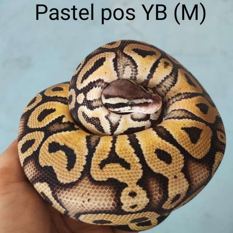 M Pastel YB