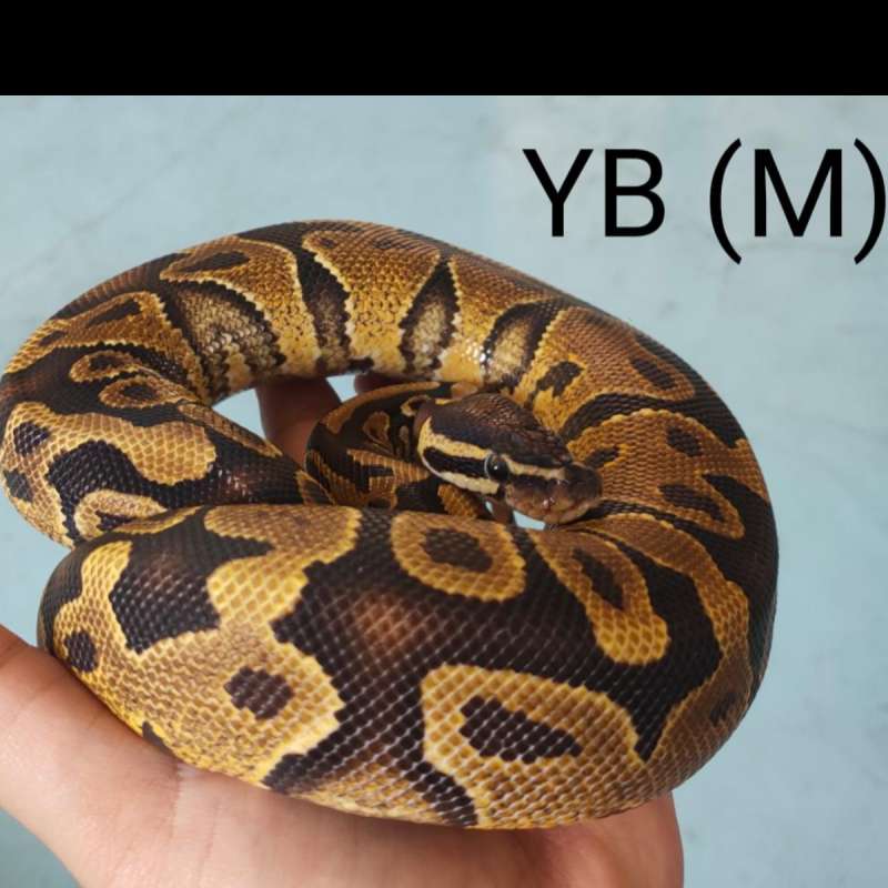 M Yellow belly