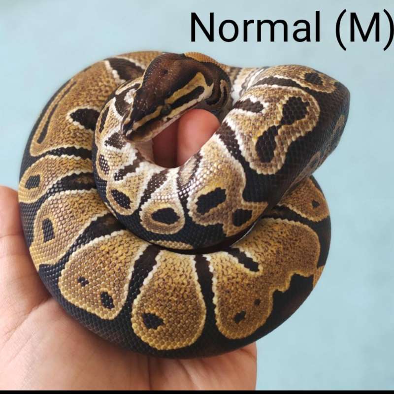 M Normal