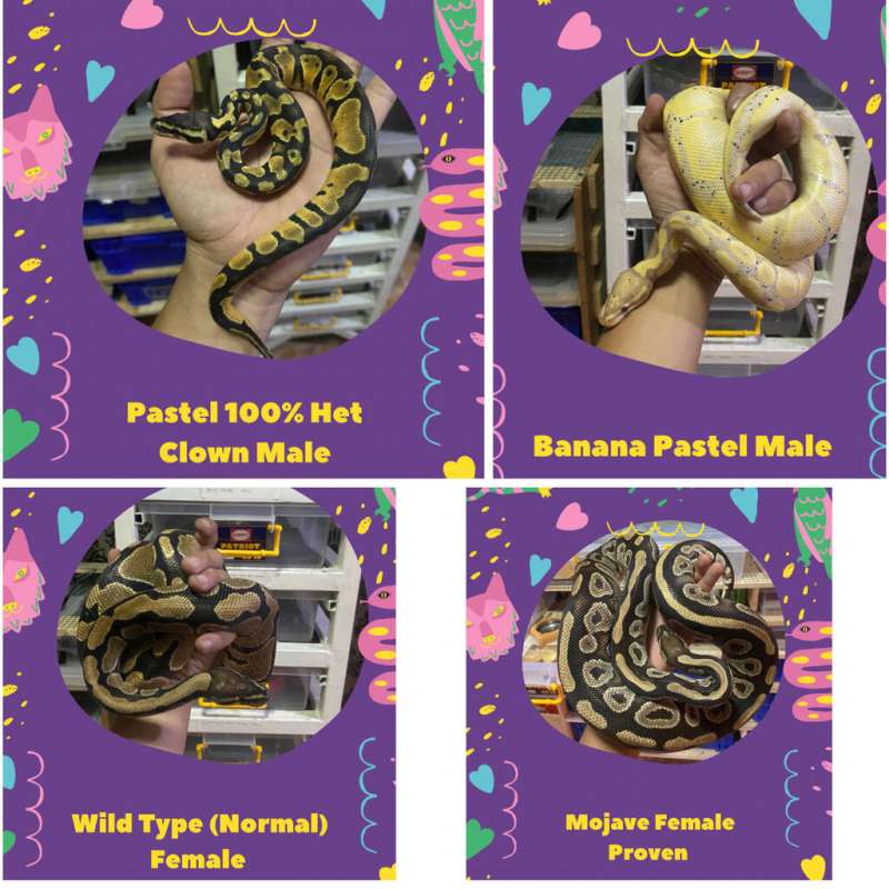 Ball Python Borongan