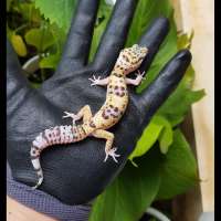 BLONDE PH TREMPER FEMALE