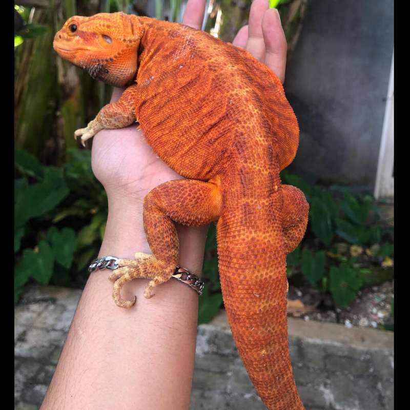 Super red trans lb het hypo